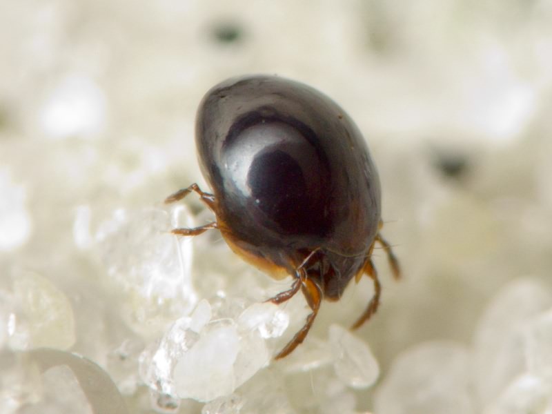 Arachnida